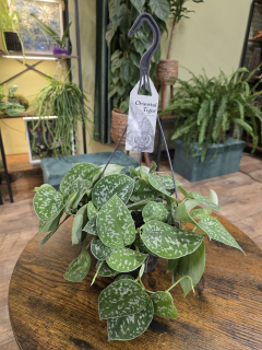 Scindapsus Pictus 'Argyraeus' závěs větší