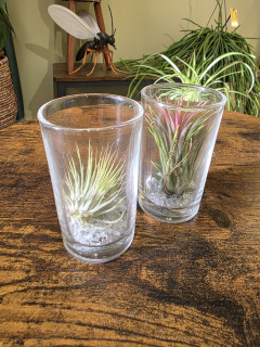 Tillandsia velká ve skle