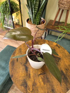 Philodendron Burgundy Princess