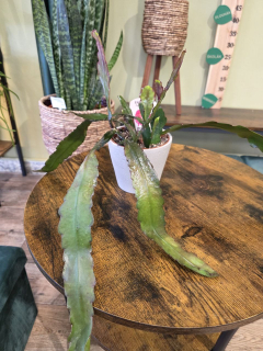 Epiphyllum Sarah Courant
