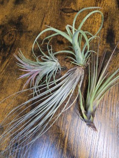 Tillandsia mix