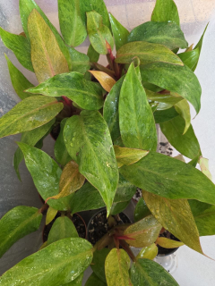 PORODNICE Pilodendron Marmelade