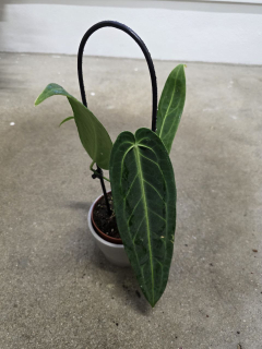 Anthurium Warocqueanum