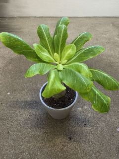 Brighamia insignis