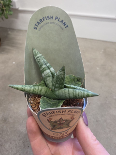 Sansevieria Cylindrica hvězda mini