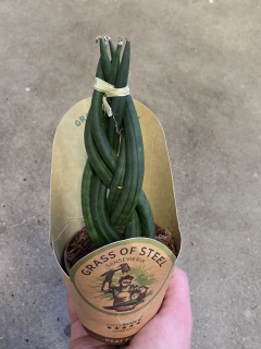 Sansevieria Cylindrica cop