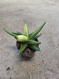 Sansevieria Cylindrica hvězda variegata mini