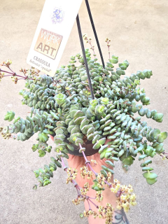 Crassula Marnieriana Hottentot závěs