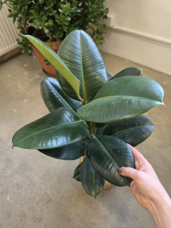 Ficus Elastica Robusta 80 cm