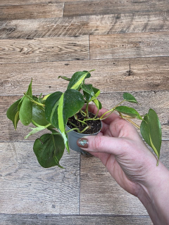 Philodendron Scandens Brasil mini