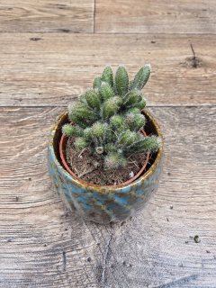 Rhipsalis Baccifera mini