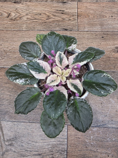 Saintpaulia Variagata raritka