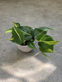 Philodendron Cream splash