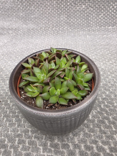 Anacampseros rufescens ‘Sunrise’