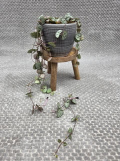 Ceropegia zelená 8 cm
