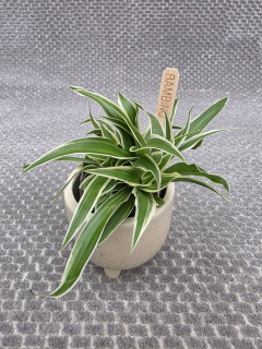 Chlorophytum Ocean mini