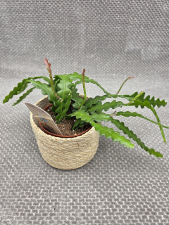 Epiphyllum Anguliger 