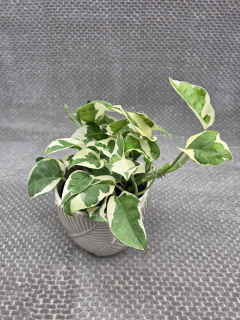 Epipremnum NJoy
