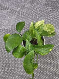 Epipremnum Pinnatum Neon queen