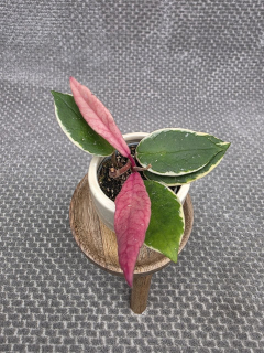 Hoya Flamingo Dream mini, nenáročná