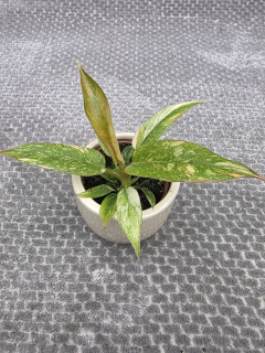 Philodendron Ring of Fire mini