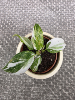 Philodendron White Princess mini