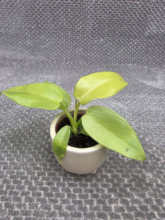 Philodendron lemon lime mini