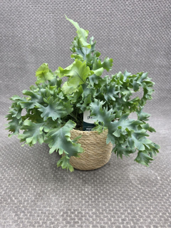 Phlebodium Davana