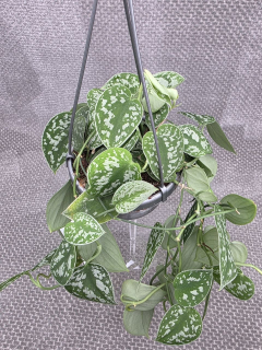Scindapsus Pictus 'Argyraeus' závěs menší