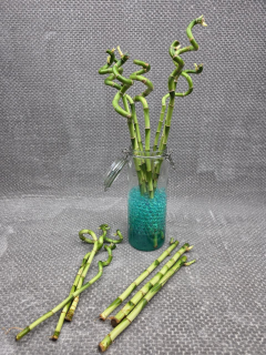 Bambus LUCKY BAMBOO mix