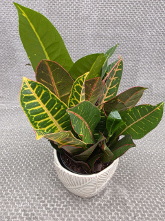 Codiaeum Petra