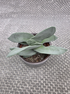 Crassula  Boomerang