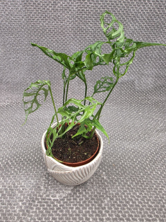 Monstera Obliqua Peru