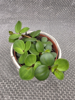 Peperomia Tetraphylla Hope 12 cm