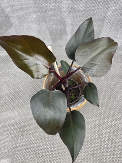 Philodendron Red