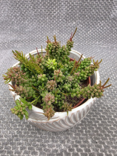 Rhipsalis Mesembryan