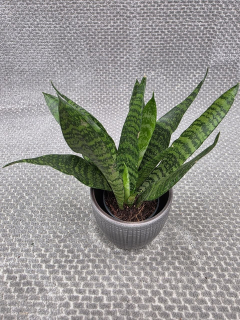 Sansevieria Black Coral 7 cm