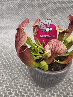 Masožravka Sarracenia