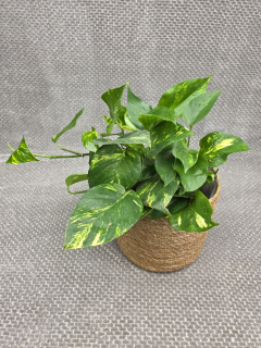 Epipremnum Auerum 15 cm
