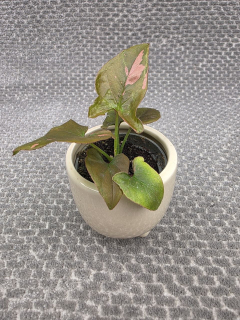 Syngonium Pink splash mini, raritka