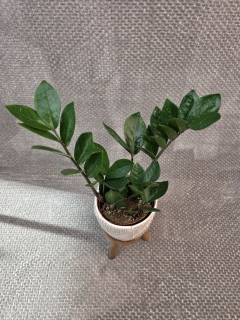Zamioculcas Zamiofolia