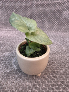Monstera Amydrium mini
