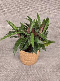 Calathea rufibarba 'Elgergrass'