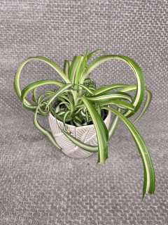 Chlorophytum Bonnie variata kroucené