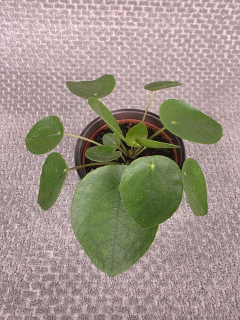 Pilea Pepermoides 8 cm