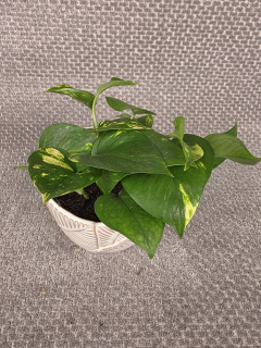 Epipremnum Auerum 12 cm