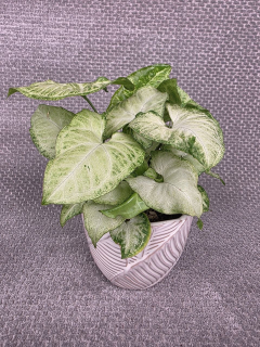 Syngonium White Butterfly