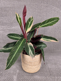 Calathea Triostar
