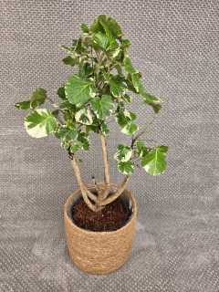 Polyscias balfouriana XXL