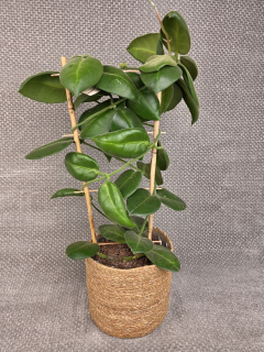 Hoya calycina XXL